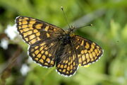 Melitaea.athalia.1