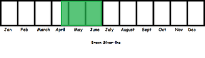 Brown Silver-line TL