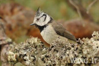 Crested Tit (S.Allen)