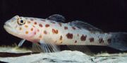 Leogoby