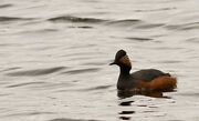 Black Necked Grebe