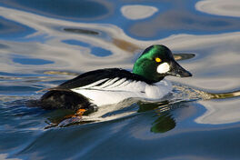 800px-Common Goldeneye
