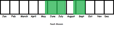 Peach Blossom TL