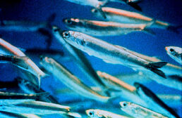 800px-Anchovy closeup