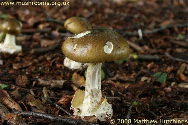 File:Death Cap.jpg