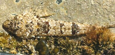 Dragonet