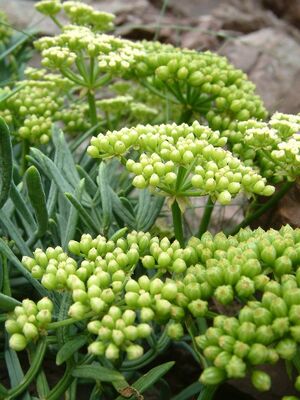 Crithmum maritimum