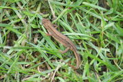 Palmate Newt