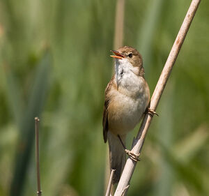 Reed warbler
