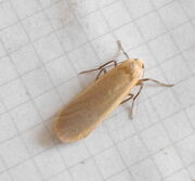Buff footman (2)