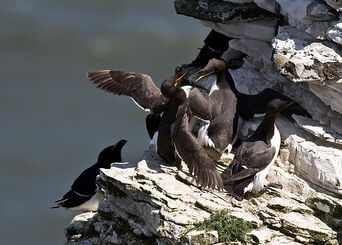 Guillemots