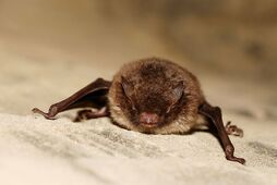 800px-Myotis daubentoni01
