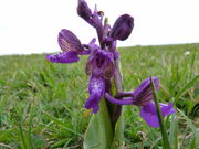 Green-winged Orchid