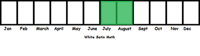 White Satin Moth TL