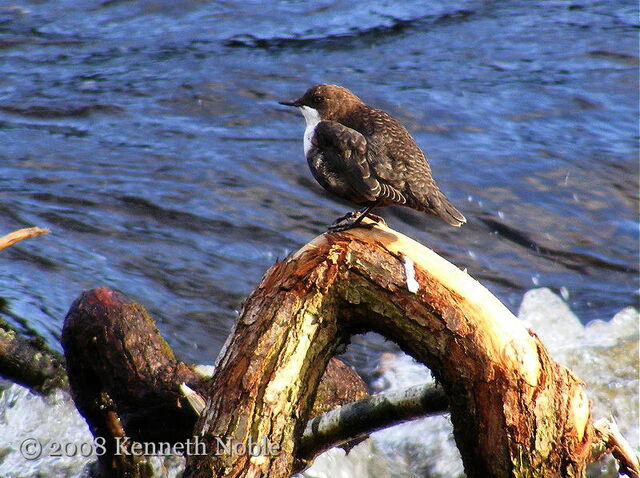 File:Dipper.jpg