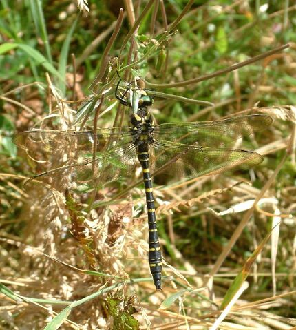 File:Golden ringed dragonfly.jpg