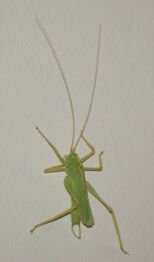 Oak Bush-Cricket
