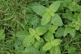Watermint