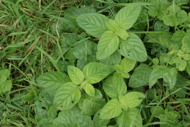 File:Watermint.jpg