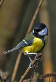 Birds.2011 279