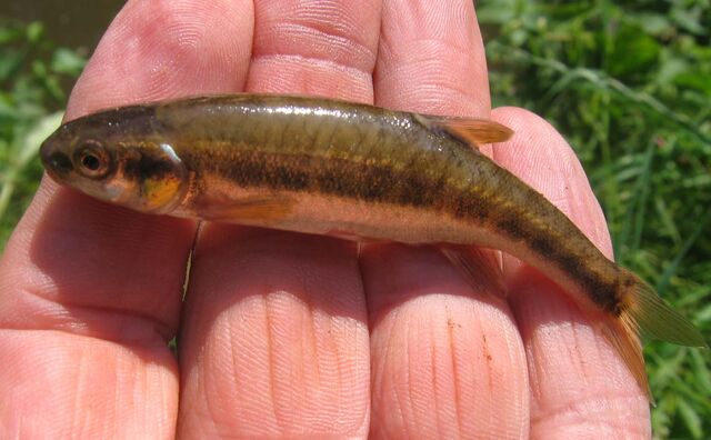 File:Ashurst minnow.jpg