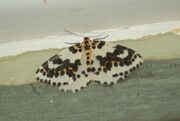 Magpie Moth