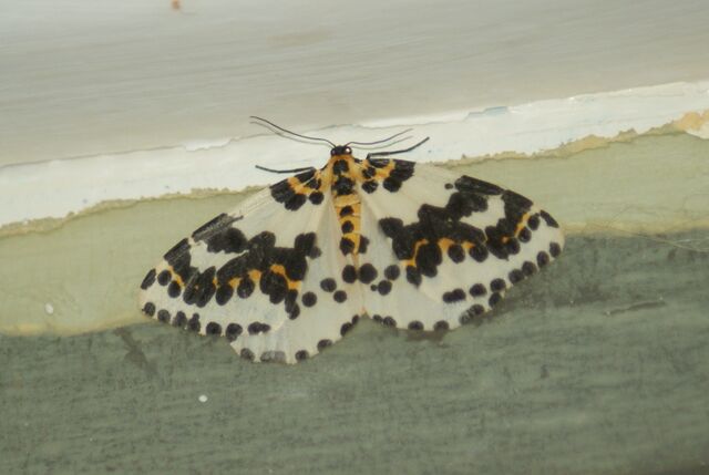 File:Magpie Moth.jpg