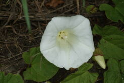 Hedge Bindweed