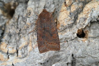 Dark Chestnut 2