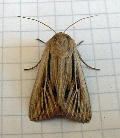 File:Shoulder-striped wainscot.jpg