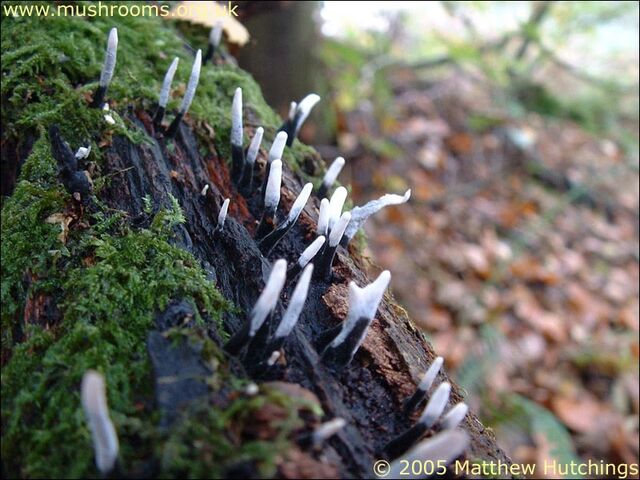 File:Candle Snuff.jpg