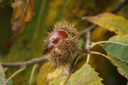 Chestnuts