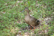Mallard