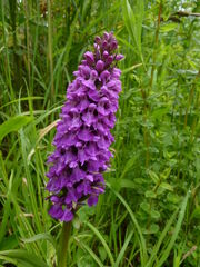 Southern Marsh Orchid