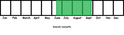 Emerald Damselfly TL