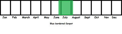 Blue-bordered Carpet TL