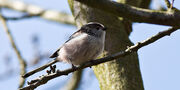 Long TAiled Tit