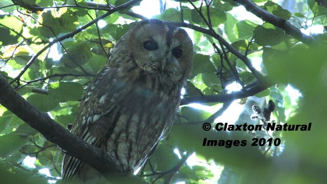 File:TAWNY OWL.jpg