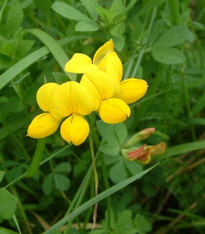 File:Birdfoot trefoil.jpg
