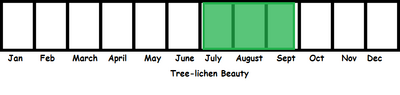 Tree-lichen Beauty TL