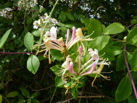 Honeysuckle