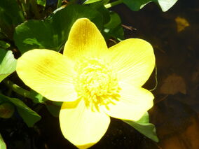 Marsh Marigold Flower