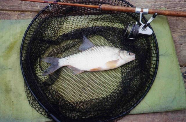 File:One pound fin-perfect Roach.jpg