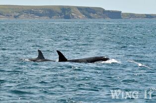 Orca (S.Allen)
