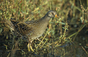 Spotted crake