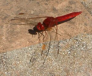 Crocothemis erythraea Scarlet Darter