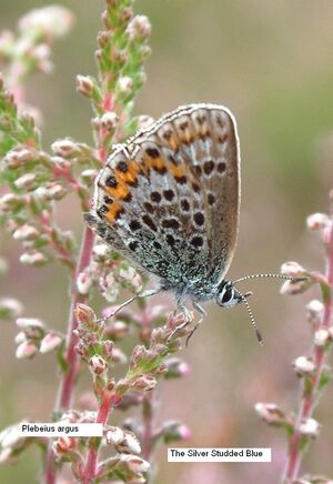 Silver Studded Blue