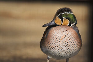 Baikal Teal - Flikr