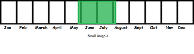 Small Magpie TL