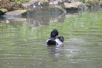 Ring-necked Duck